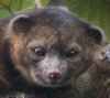 Olinguito (from Smithsonian photo)