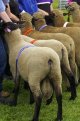 Sheep handling