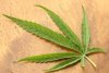 Cannabis (Image: Wikipedia)