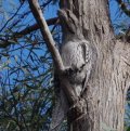 Tawny frogmouth (Photo supplied to The Mercury by a reader)