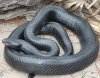 Snake (image from Wikipedia)