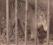 Tasmanian tigers (Image: Rose Lewis)