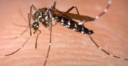 Mosquito (Image: ABC News)