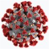 Coronavirus (Image: Wikipedia)