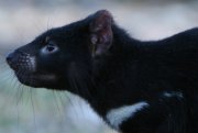 TAsmanian devil (Image: The Conversation, Alecia Carter)