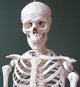 Human Body and Human Mind interactives (BBC)