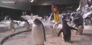 Penguin cam, Seaworld San Diego