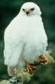 Grey Goshawk