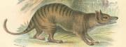 Thylacine - image found using www.oldbookart.com